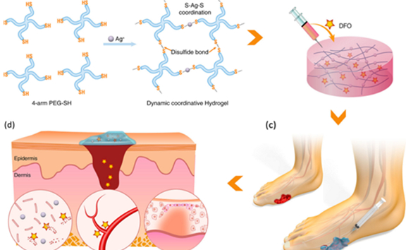 具有抗菌和血管生成特性的可注射自我修復(fù)配位水凝膠