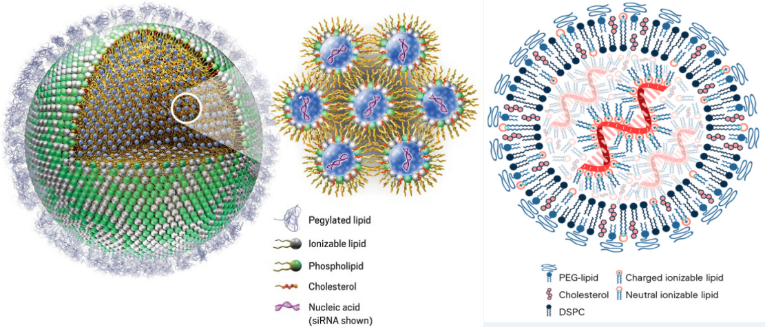 賽諾邦格丨植物源膽固醇供應(yīng)