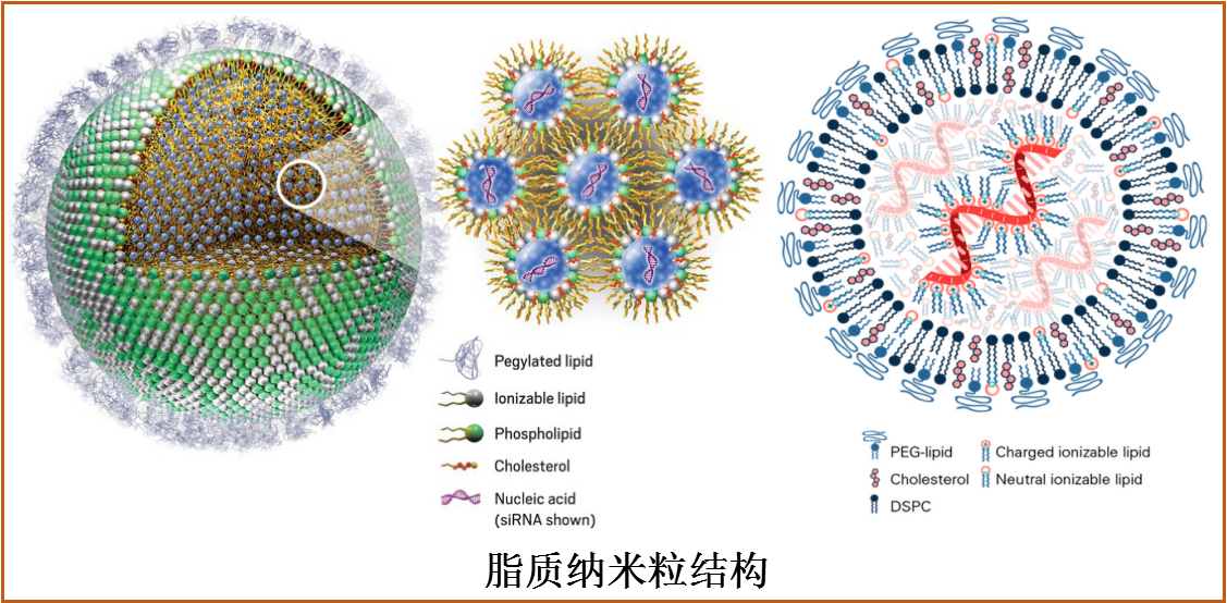 詳解康希諾和石藥的mRNA新冠疫苗及其輔料國(guó)產(chǎn)化