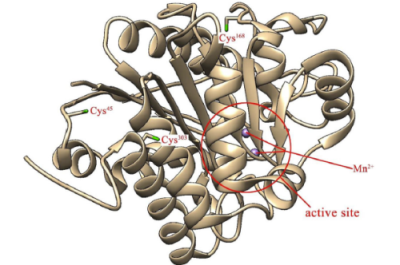 一種作為抗癌長(zhǎng)效治療劑的生物工程精氨酸耗竭酶
