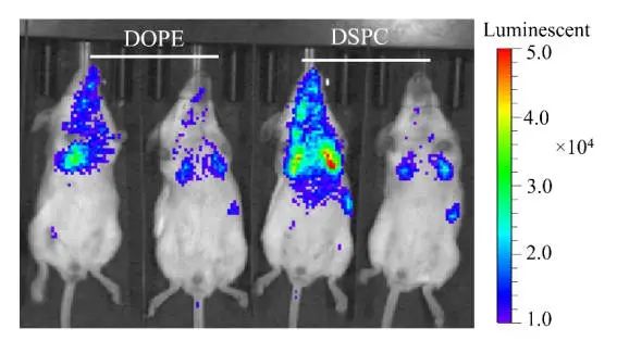 肺靶向和肝靶向LNPs的結(jié)構(gòu)差異，及其在mRNA遞送中的應(yīng)用